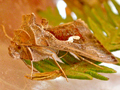 Dewick's Plusia